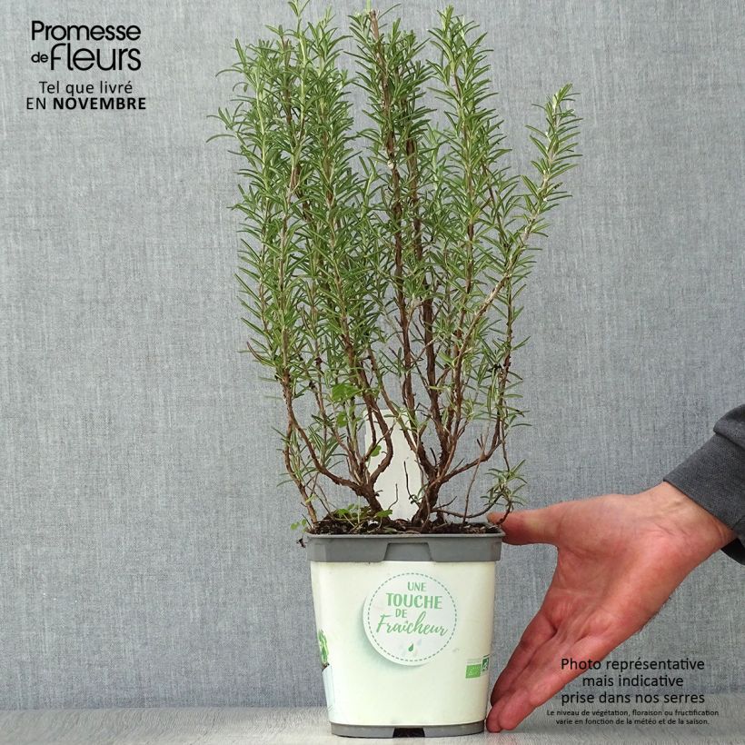 Exemplar von Rosmarin - Rosmarinus officinalis Pflanzen Topf mit 1L/1,5L wie im Herbst geliefert