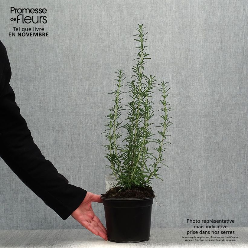 Exemplar von Rosmarin - Rosmarinus officinalis Topf mit 1L/1,5L wie im Herbst geliefert