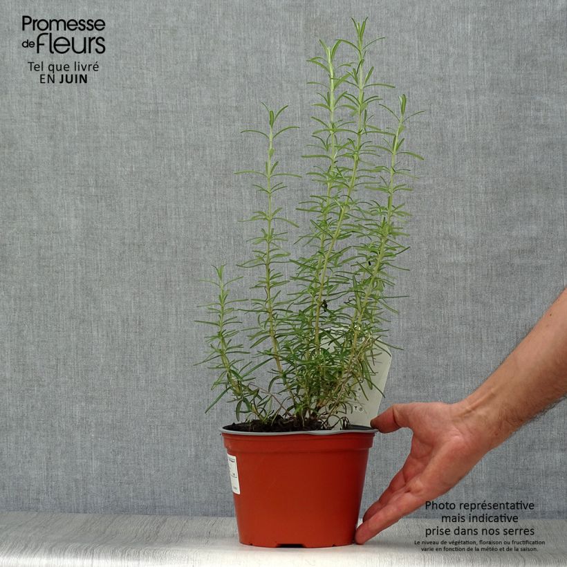 Exemplar von Rosmarin - Rosmarinus officinalis Topf mit 1L/1,5L wie im Sommer geliefert