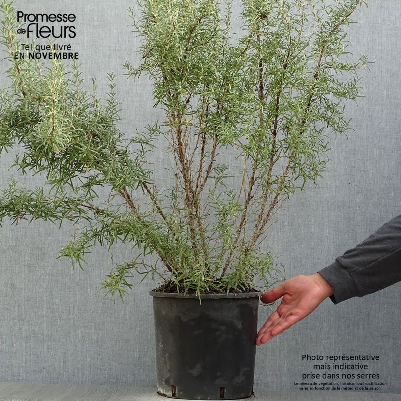 Exemplar von Rosmarin - Rosmarinus officinalis Topf mit 7,5L/10L wie im Herbst geliefert