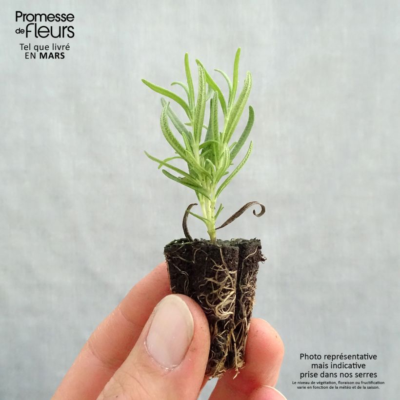 Exemplar von Rosmarin Speedy - Rosmarinus officinalis Mini-Plug Ø 3/4 cm wie im Frühjahr geliefert