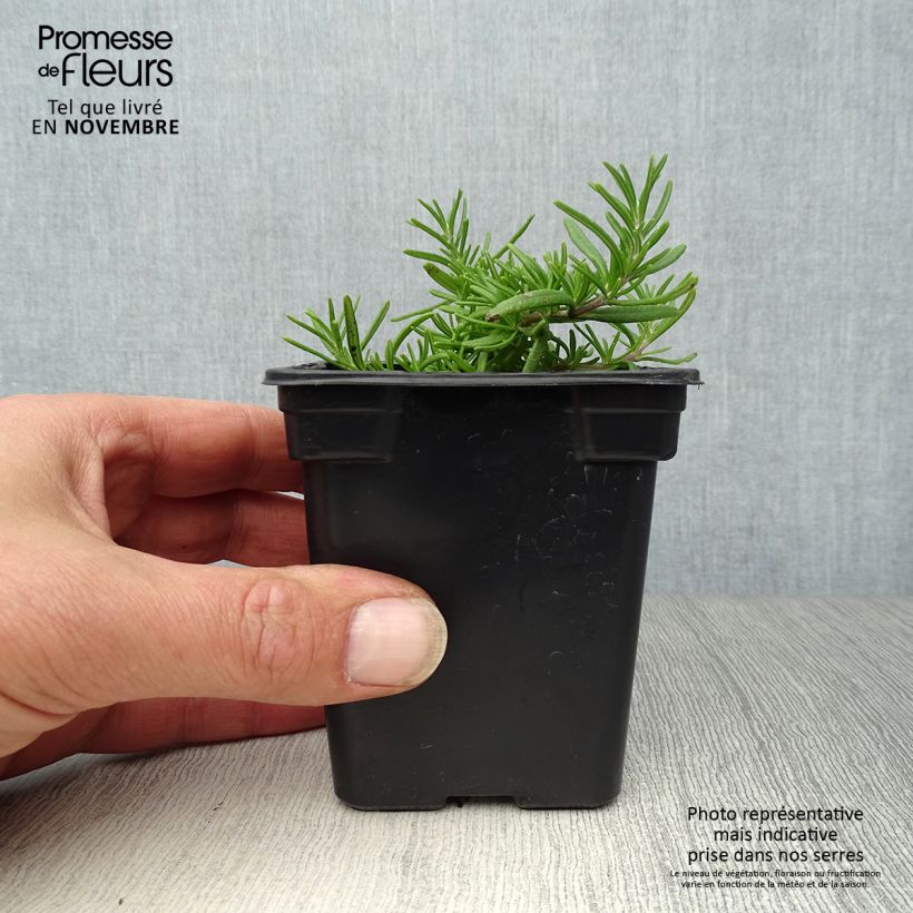 Exemplar von Rosmarin Prostratus - Rosmarinus officinalis Kleine Töpfe von 7/8 cm wie im Herbst geliefert