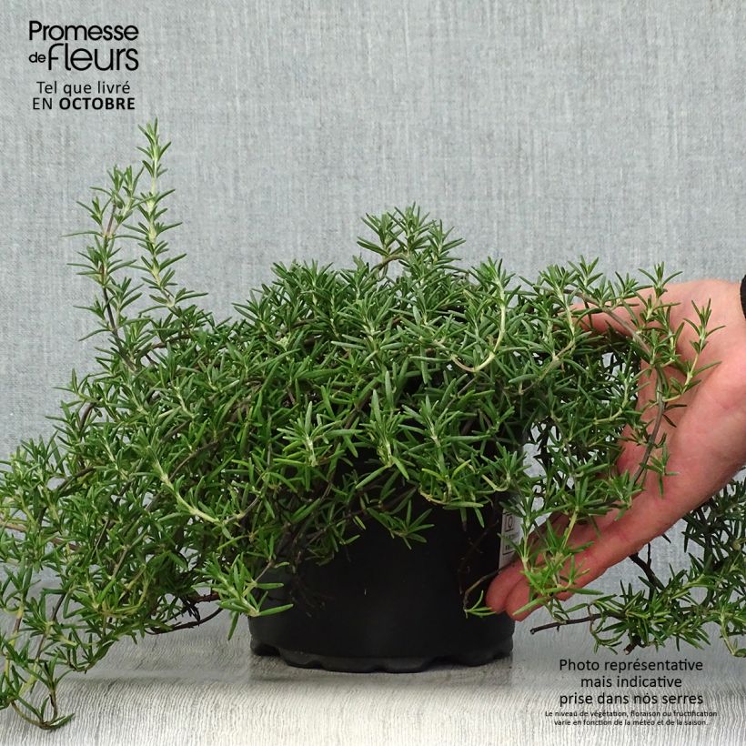 Exemplar von Rosmarin Prostratus - Rosmarinus officinalis Topf mit 1L/1,5L wie im Herbst geliefert