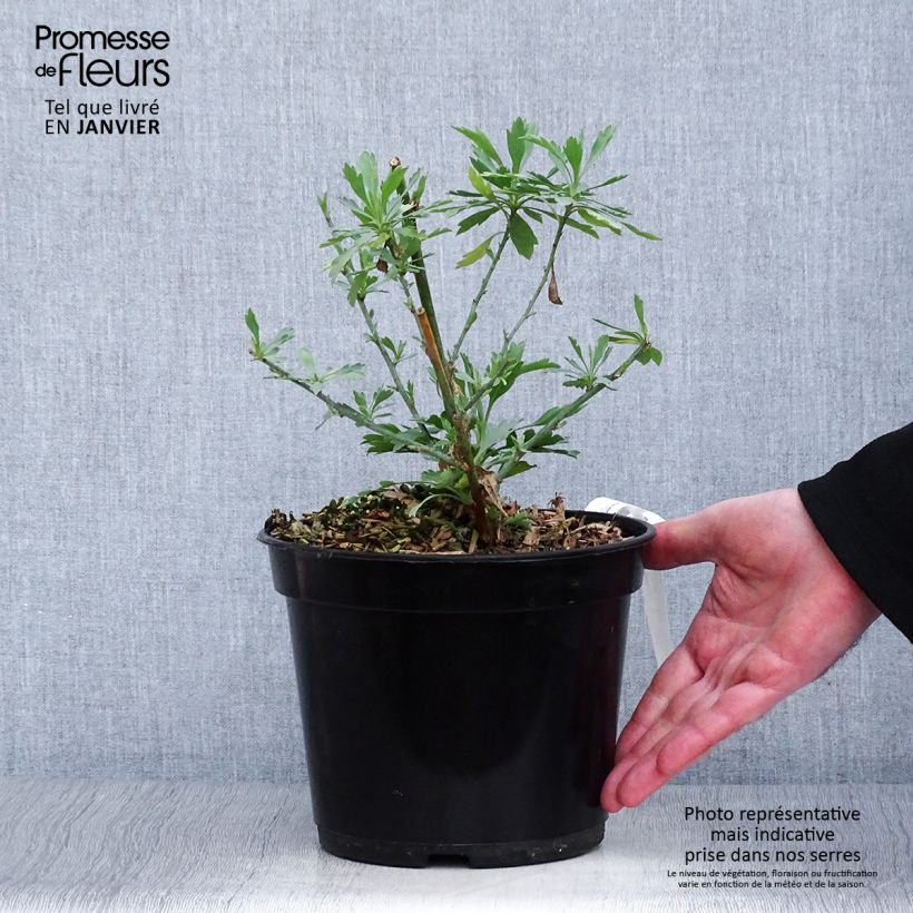 Exemplar von Romneya coulteri - Baummohn Topf mit 2L/3L wie im Winter geliefert