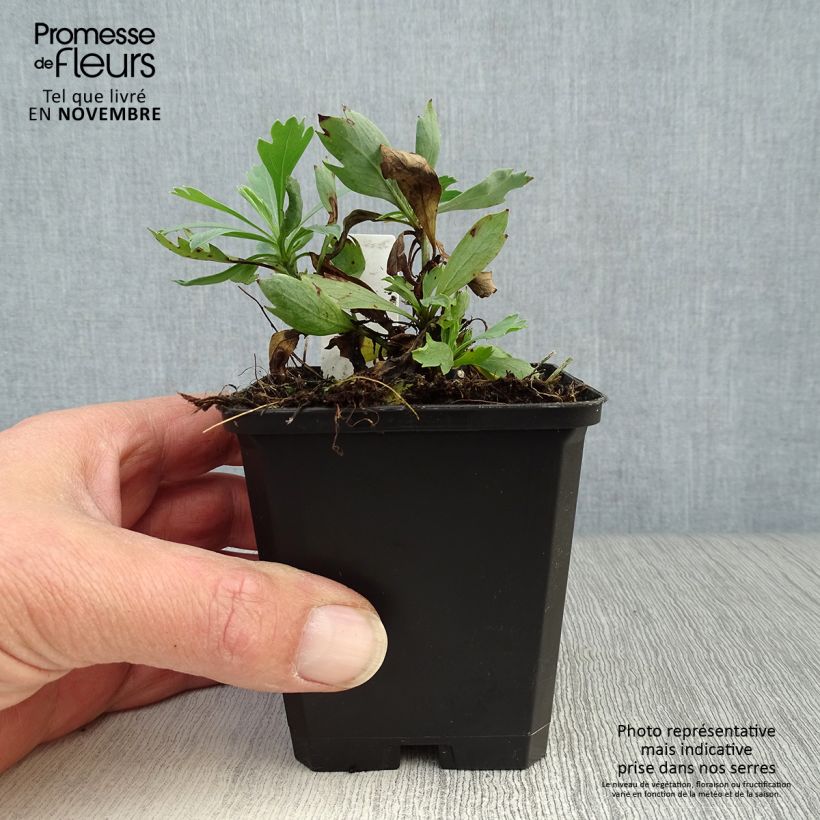 Exemplar von Romneya coulteri - Baummohn Kleine Töpfe von 8/9 cm wie im Herbst geliefert