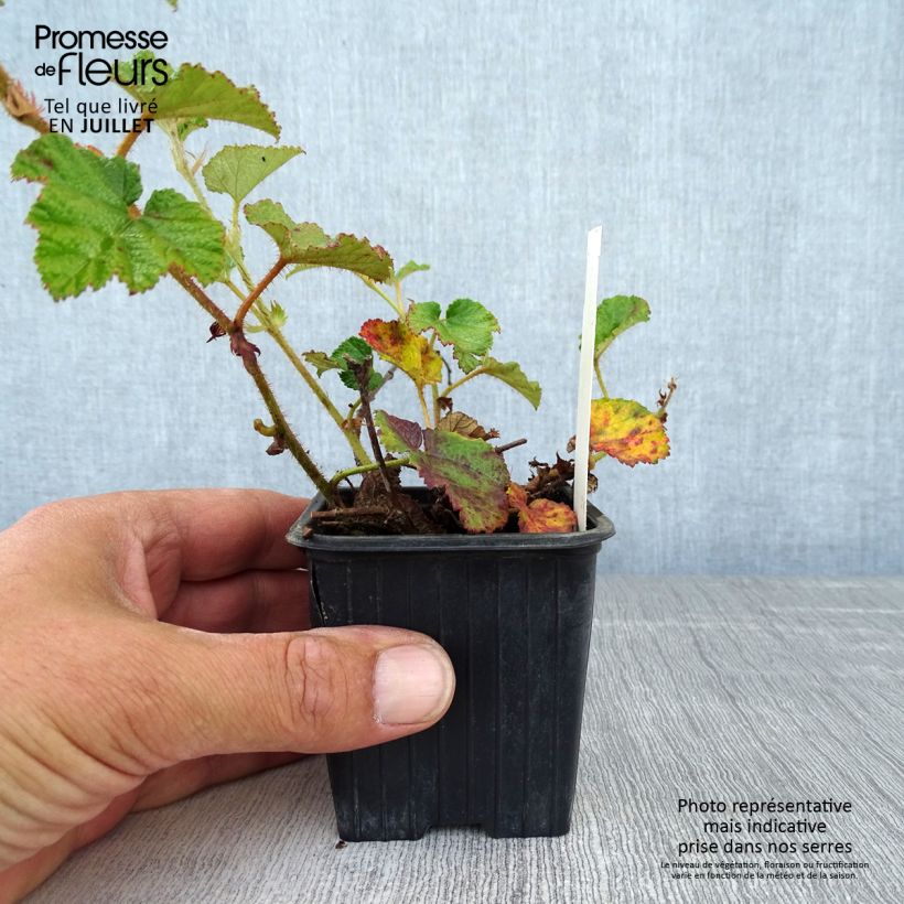 Exemplar von Rubus tricolor Betty Ashburner - Dreifarbige Brombeere Kleine Töpfe von 8/9 cm wie im Sommer geliefert