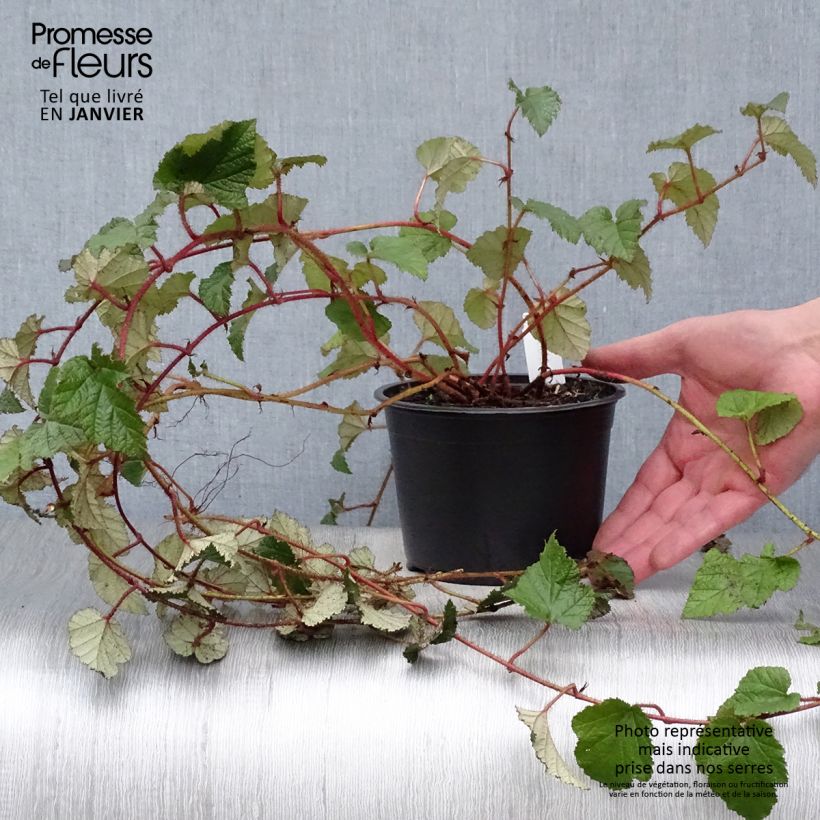 Exemplar von Rubus tricolor - Dreifarbige Brombeere Topf mit 1L/1,5L wie im Winter geliefert
