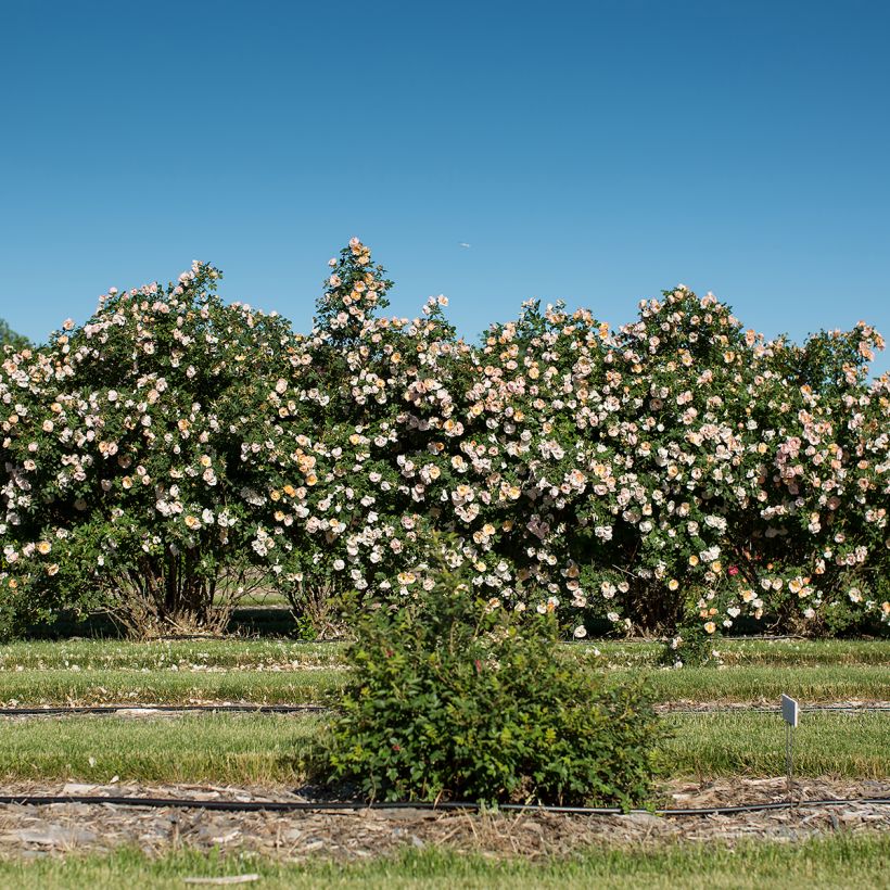 Rosa Above and Beyond - Kletterrose (Hafen)