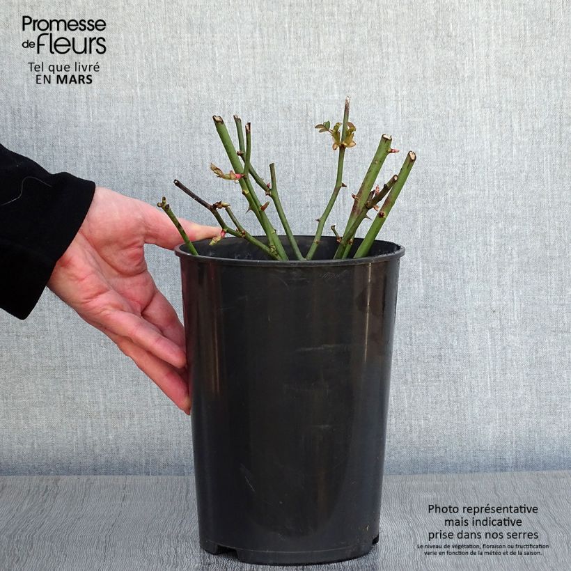 Exemplar von Rosa Golden Border - Beetrose Topf mit 3L/4L wie im Winter geliefert