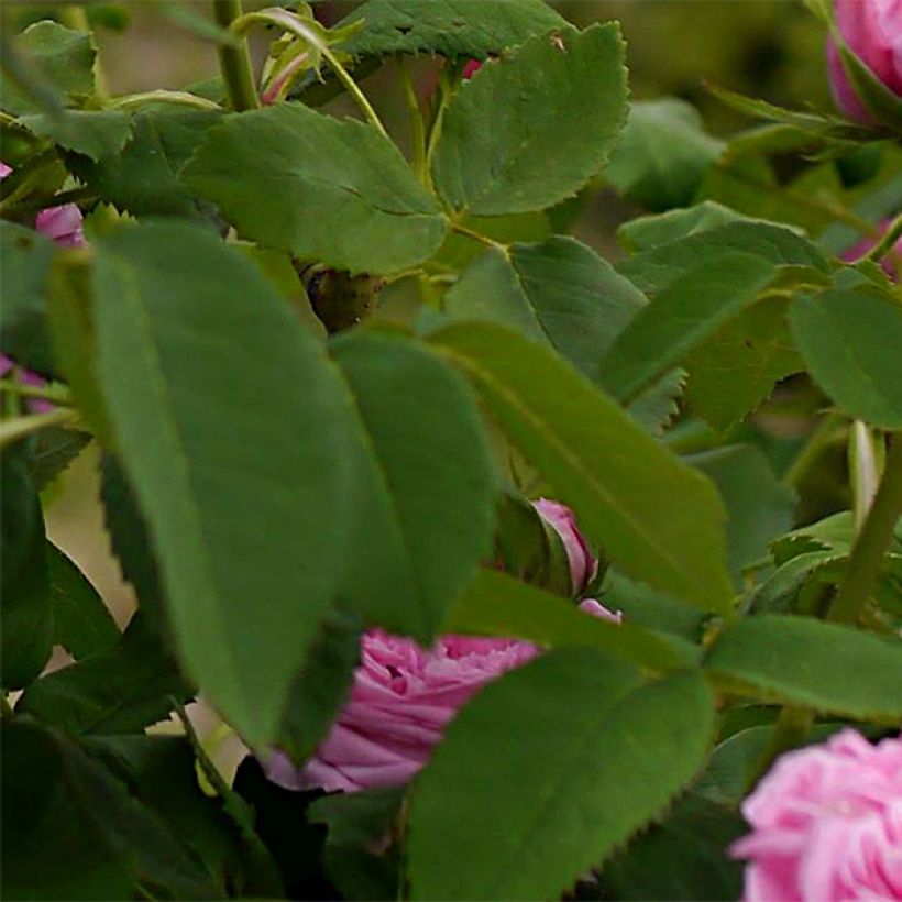 Rosa Portland Yolande d’Aragon - Historische Rose (Laub)