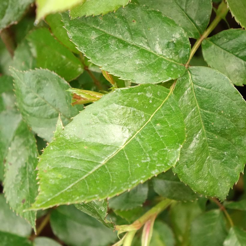 Rosa Havanna - Beetrose (Laub)