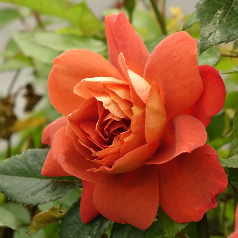 Rosa Havanna - Beetrose (Blüte)