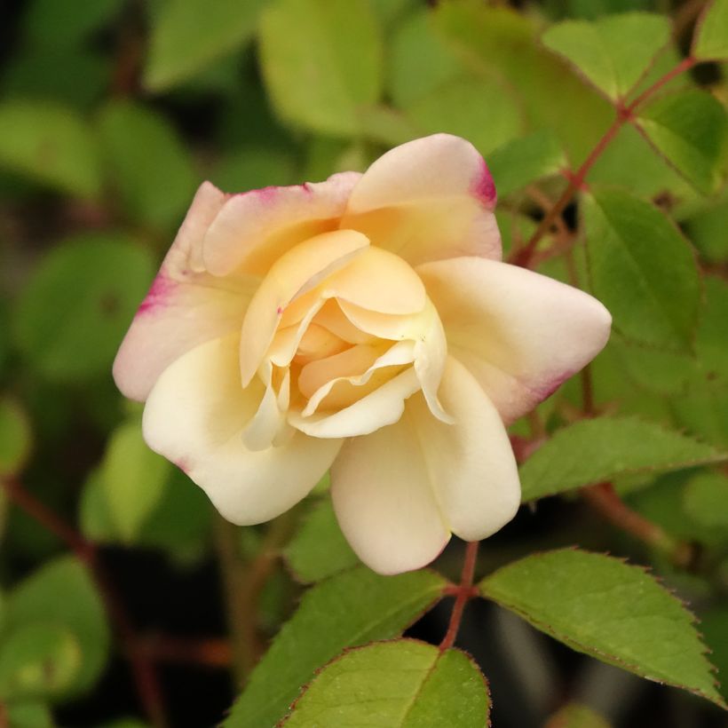 Rosa moschata Apricot Bells - Moschus-Rose (Blüte)