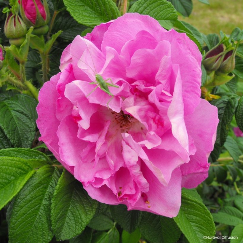Rosa rugosa Angelia Pink - Apfelrose (Blüte)