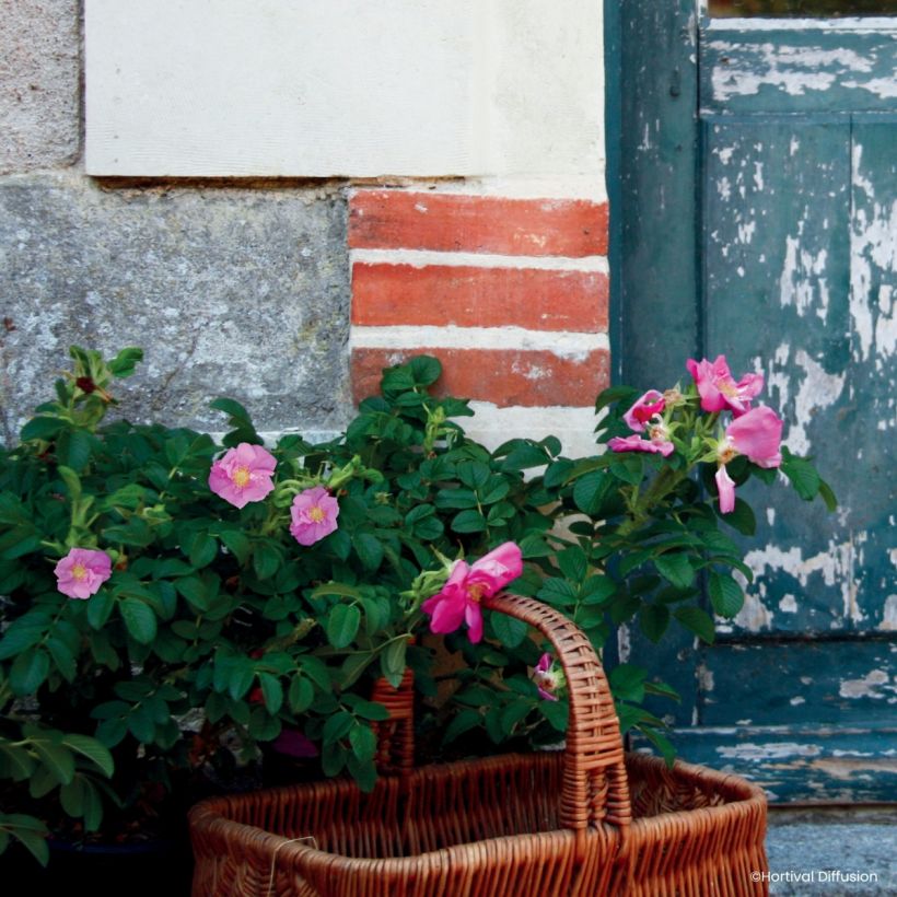 Rosa rugosa Angelia Pink - Apfelrose (Hafen)