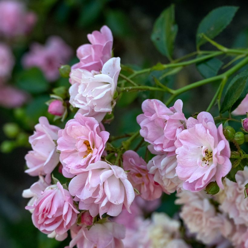 Rosa Siluetta Lavender - Kletterrose (Blüte)