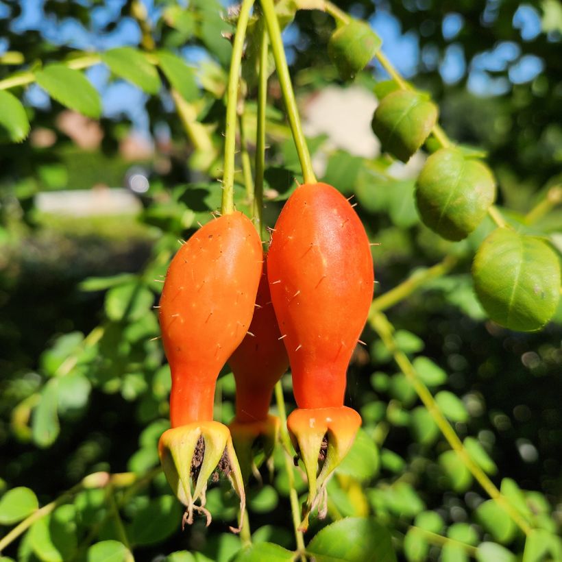 Rosa moyesii Geranium - Mandarin-Rose (Ernte)