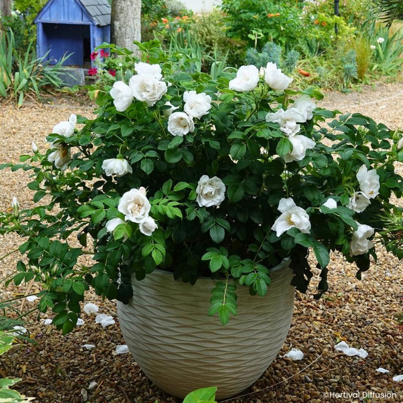 Rosa rugosa Angelia White - Apfelrose (Wuchs)