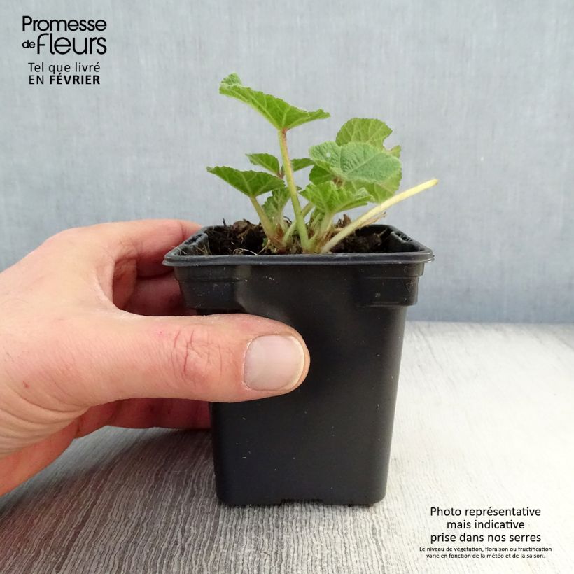 Exemplar von Alcea rosea Chatter's Red - Gewöhnliche Stockrose Kleine Töpfe von 7/8 cm wie im Winter geliefert