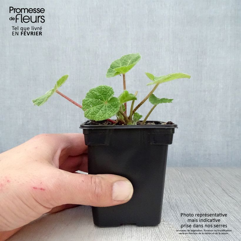 Exemplar von Alcea rosea Nigra - Gewöhnliche Stockrose Kleine Töpfe von 7/8 cm wie im Winter geliefert