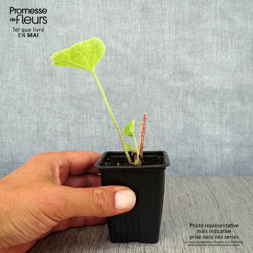 Exemplar von Alcea rosea Nigra - Gewöhnliche Stockrose Kleine Töpfe von 7/8 cm wie im Frühjahr geliefert