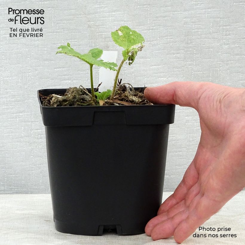 Exemplar von Alcea rosea Nigra - Gewöhnliche Stockrose Topf mit 2L/3L wie im Winter geliefert