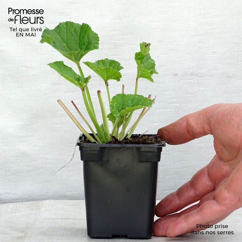 Exemplar von Alcea rosea Chater's Double Rose - Gewöhnliche Stockrose Kleine Töpfe von 7/8 cm wie im Frühjahr geliefert