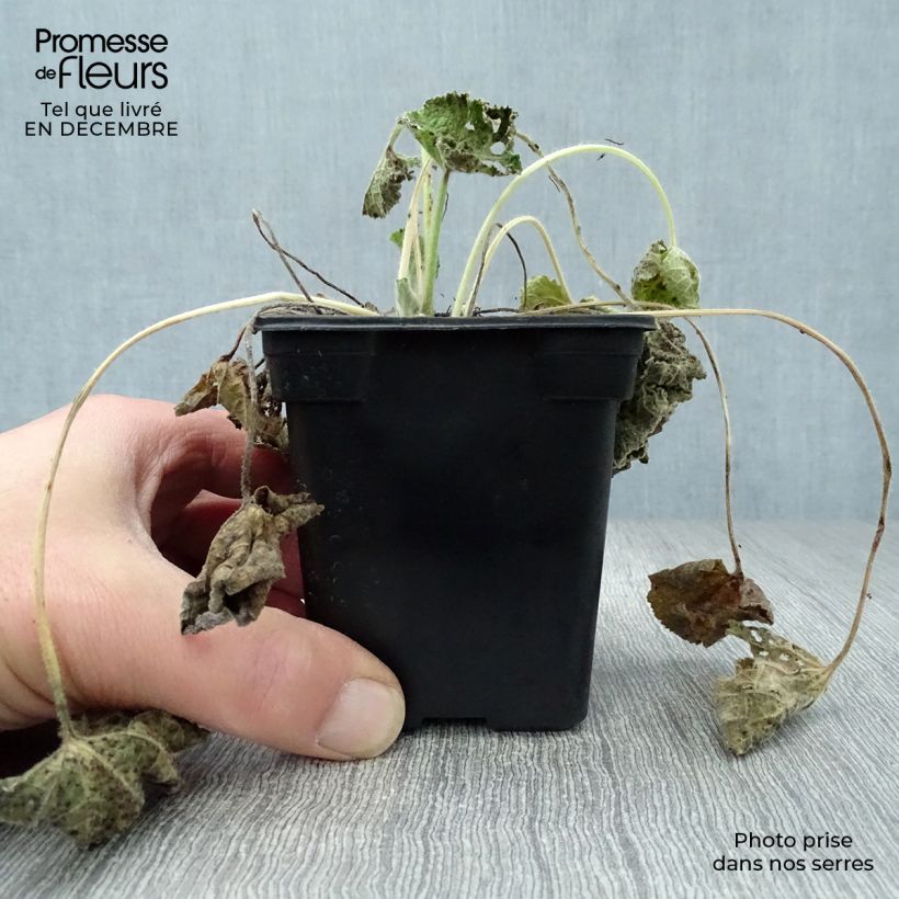 Exemplar von Alcea rosea Chater's Double Salmon - Gewöhnliche Stockrose Kleine Töpfe von 7/8 cm wie im Winter geliefert