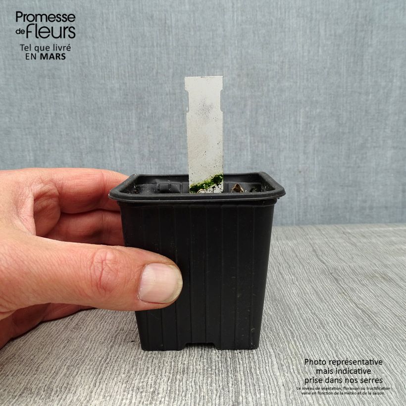 Exemplar von Alcea rosea Chater's Double Violet - Gewöhnliche Stockrose Kleine Töpfe von 8/9 cm wie im Frühjahr geliefert