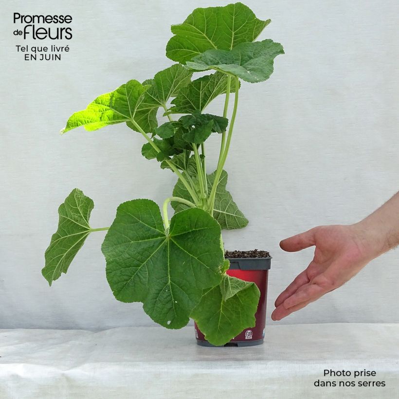 Exemplar von Alcea rosea Pleniflora Rouge - Gewöhnliche Stockrose Topf mit 2L/3L wie im Sommer geliefert