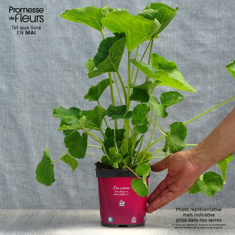 Exemplar von Alcea rosea Pleniflora Rouge - Gewöhnliche Stockrose Topf mit 2L/3L wie im Frühjahr geliefert