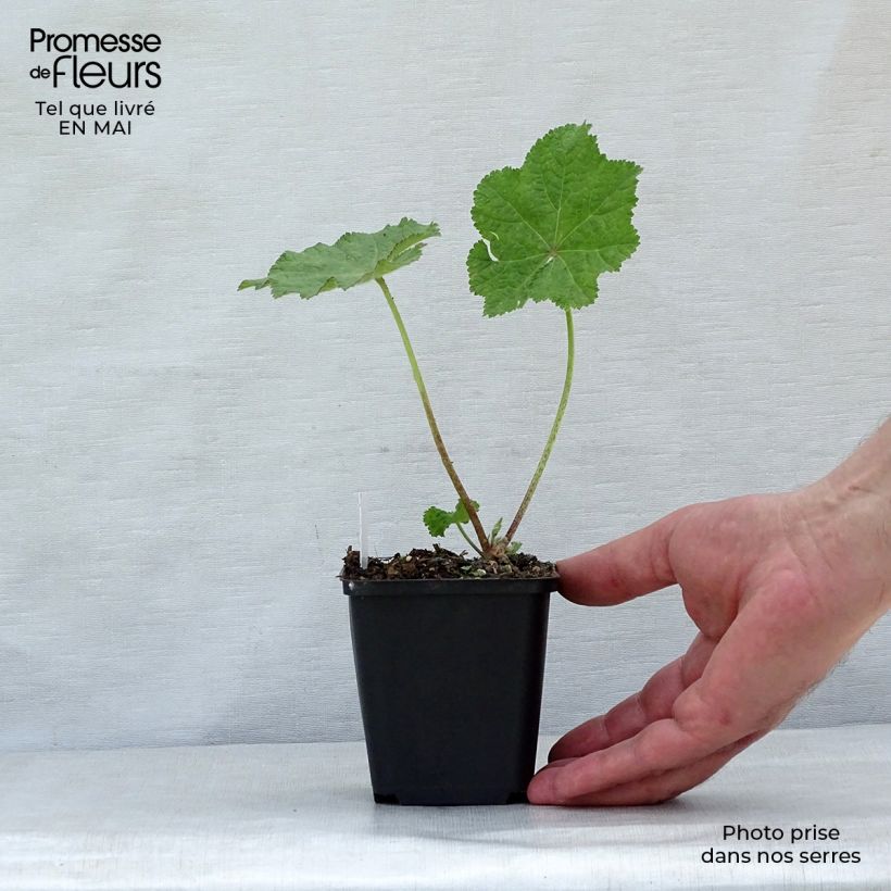 Exemplar von Alcea rugosa - Gewöhnliche Stockrose Kleine Töpfe von 8/9 cm wie im Frühjahr geliefert