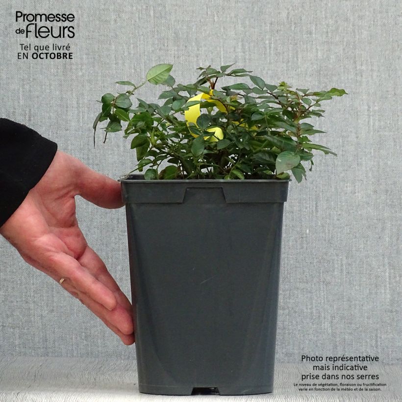 Exemplar von Rosa polyantha Bees Paradise Fruity - Polyantha-Rose Topf mit 3L/4L wie im Herbst geliefert
