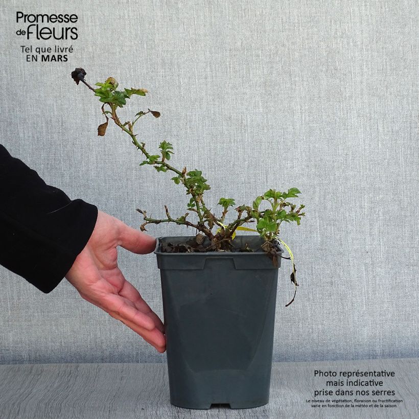 Exemplar von Rosa polyantha Bees Paradise Mango - Polyantha-Rose Topf mit 3L/4L wie im Winter geliefert