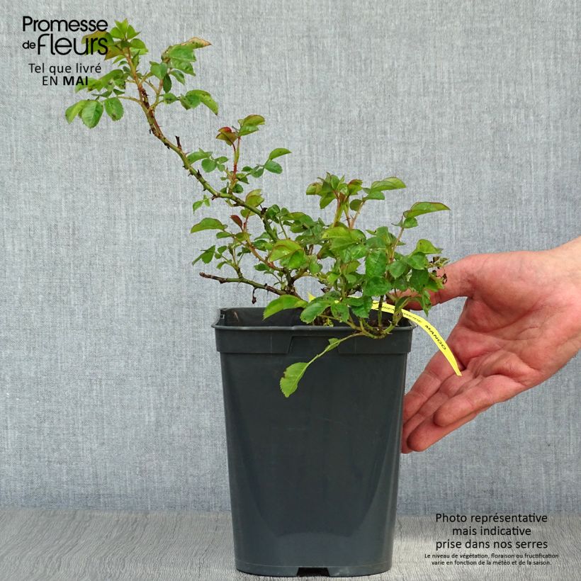 Exemplar von Rosa polyantha Bees Paradise Mango - Polyantha-Rose Topf mit 3L/4L wie im Frühjahr geliefert