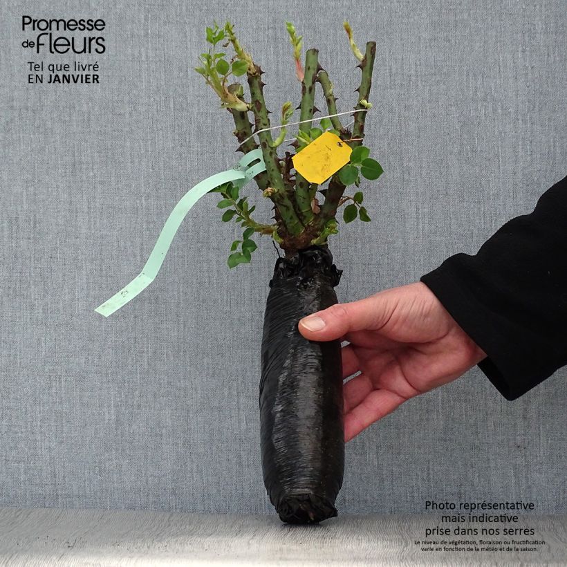 Exemplar von Rosa multiflora Bleu Magenta - Polyantha-Rose Wurzelnackt in Beutel wie im Winter geliefert