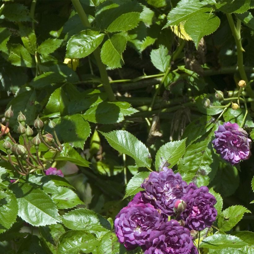 Rosa multiflora Bleu Magenta - Polyantha-Rose (Laub)