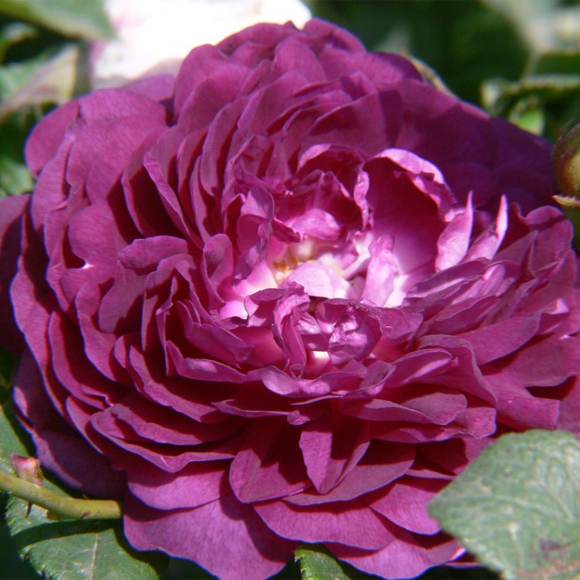 Rosa multiflora Bleu Magenta - Polyantha-Rose (Blüte)