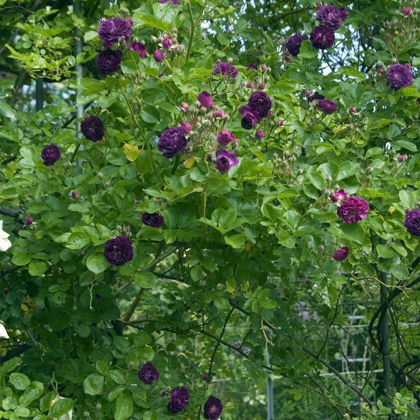 Rosa multiflora Bleu Magenta - Polyantha-Rose (Hafen)