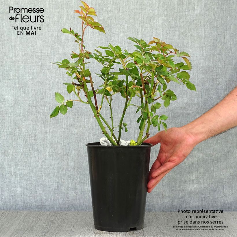 Exemplar von Rosa A Shropshire Lad - Englische Rose Topf mit 4L/5L wie im Frühjahr geliefert