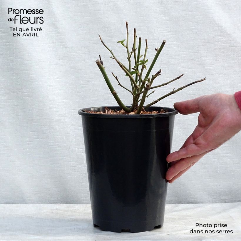 Exemplar von Rosa Claire Austin - Englische Rose Topf mit 4L/5L wie im Frühjahr geliefert