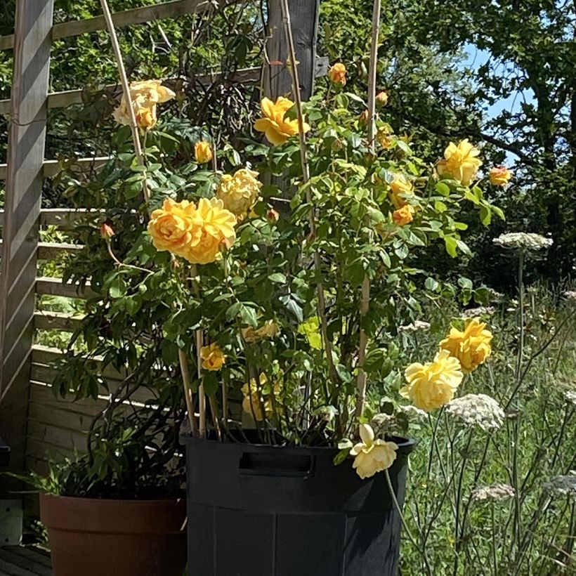 Rosa Golden Celebration - Englische Rose (Hafen)