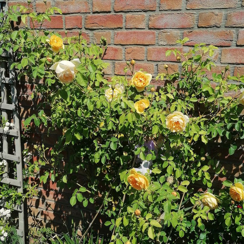 Rosa Graham Thomas - Englische Rose (Hafen)