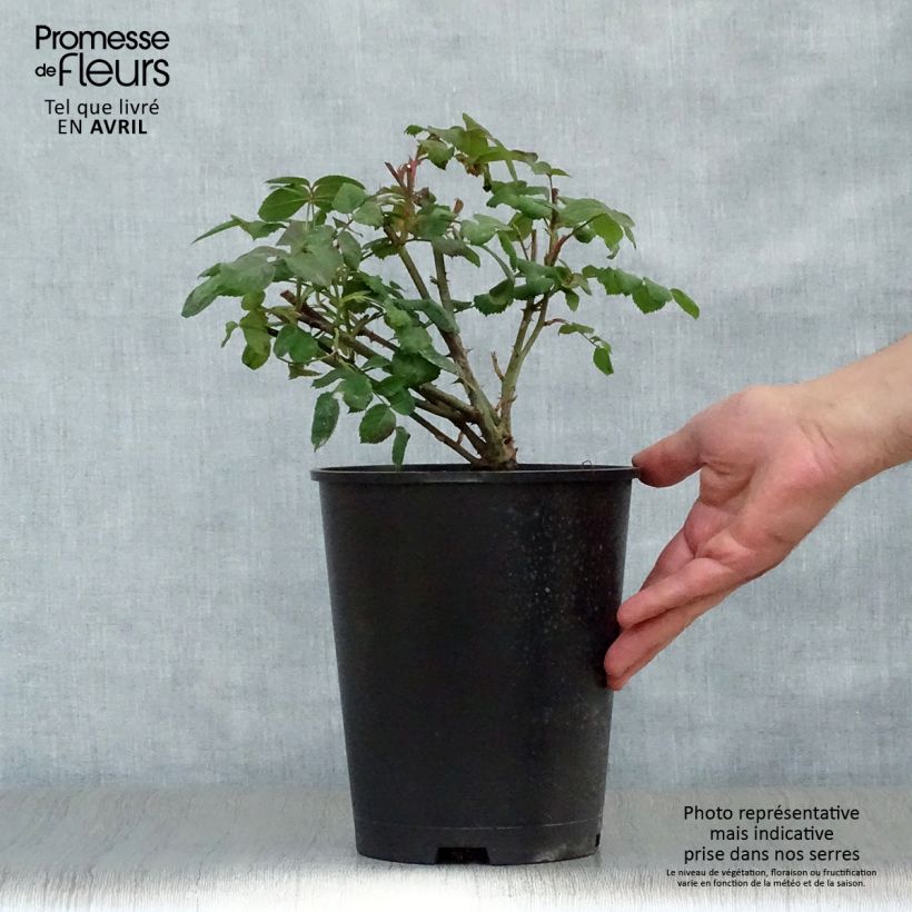 Exemplar von Rosa Lady Emma Hamilton - Englische Rose Topf mit 4L/5L wie im Frühjahr geliefert