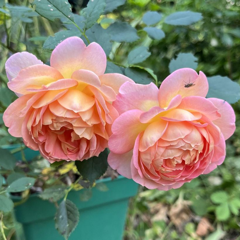 Rosa Lady Of Shalott - Englische Rose (Blüte)