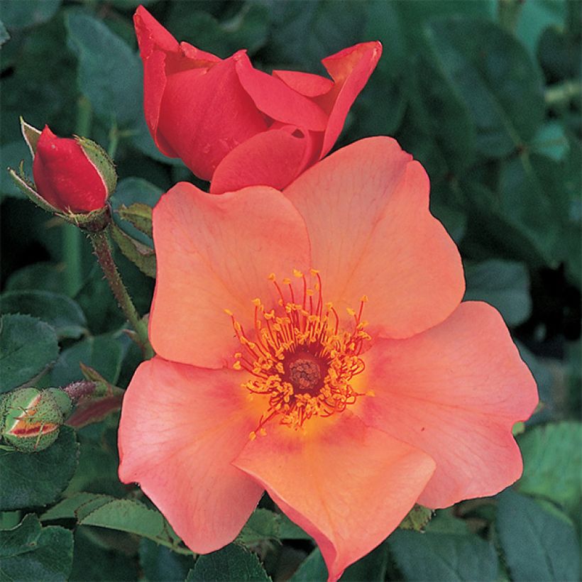Rosa Morning Mist - Englische Rose (Blüte)