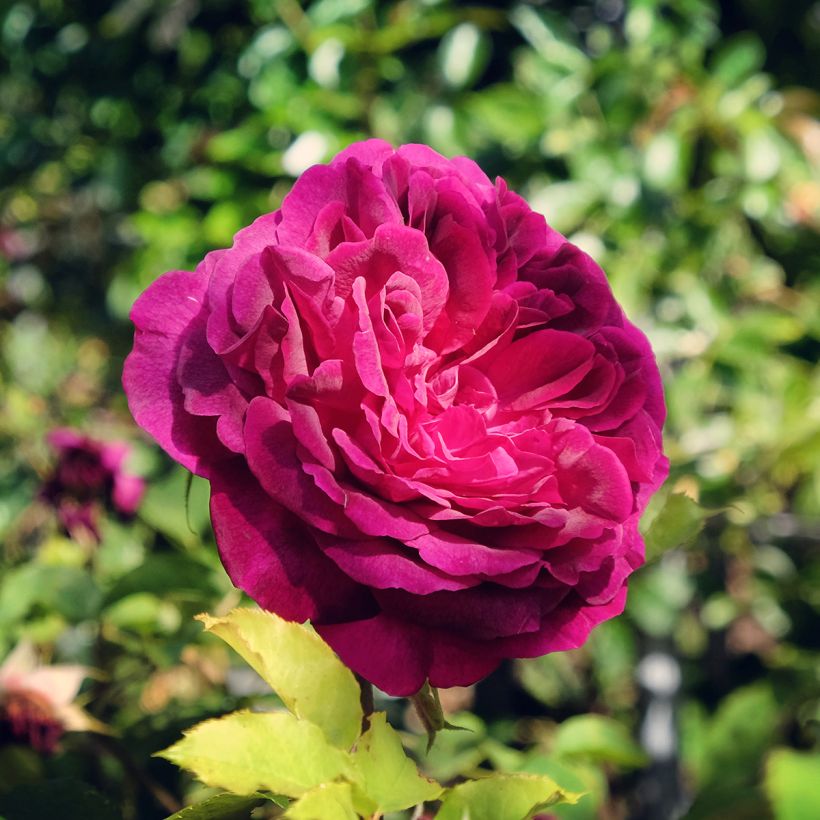 Rosa Munstead Wood - Englische Rose (Blüte)