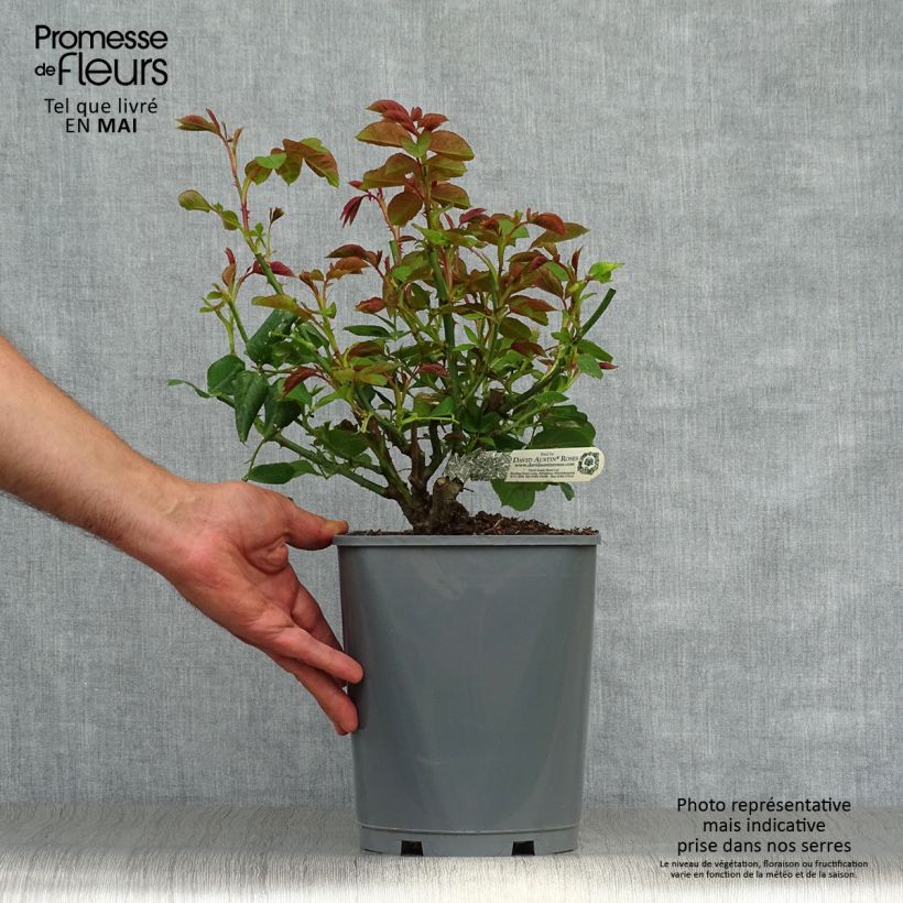 Exemplar von Rosa Roald Dahl - Englische Rose Topf mit 4L/5L wie im Frühjahr geliefert