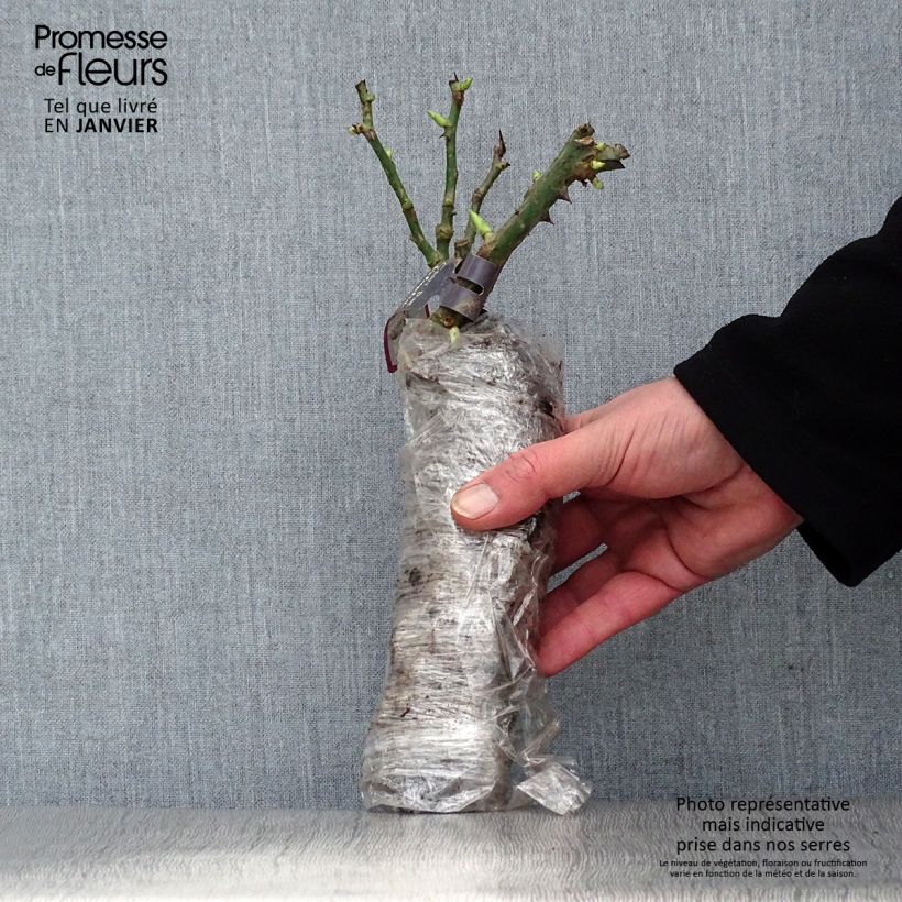 Exemplar von Rosa Scepter'd Isle - Englische Rose Wurzelnackt in Beutel wie im Winter geliefert