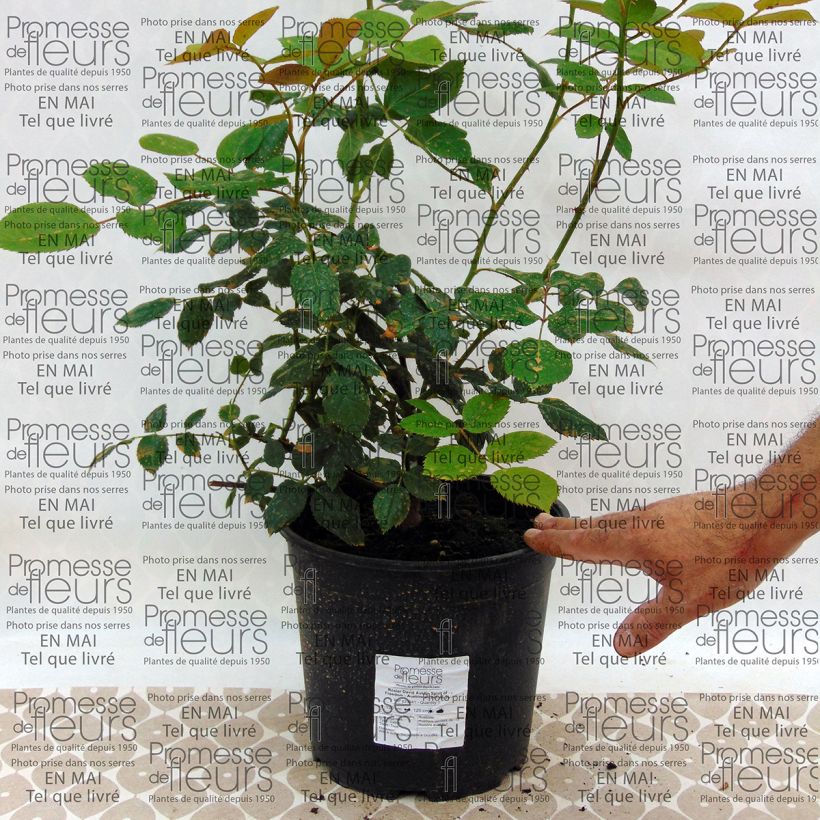 Beispiel eines Exemplars von Rosa Spirit of Freedom - Englische Rose Topf mit 4L/5L wie geliefert